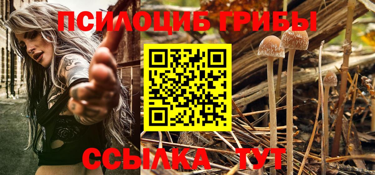 Канаш  Галлюциногенные грибы Psilocybine cubensis  Псилоцибиновые грибы GOLDEN TEACHER  купить наркотик  Вход с VPN 
